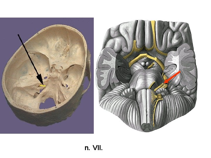 n. VII. 