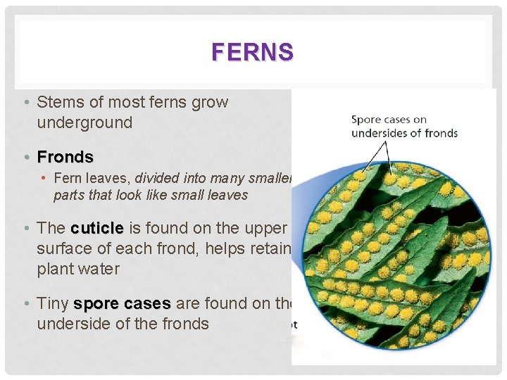 FERNS • Stems of most ferns grow underground • Fronds • Fern leaves, divided