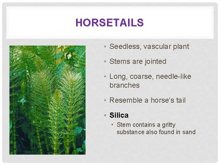 HORSETAILS • Seedless, vascular plant • Stems are jointed • Long, coarse, needle-like branches