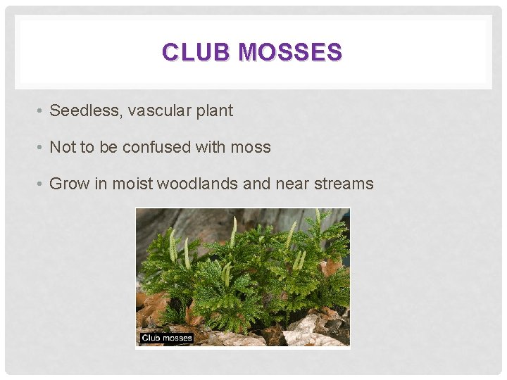 CLUB MOSSES • Seedless, vascular plant • Not to be confused with moss •