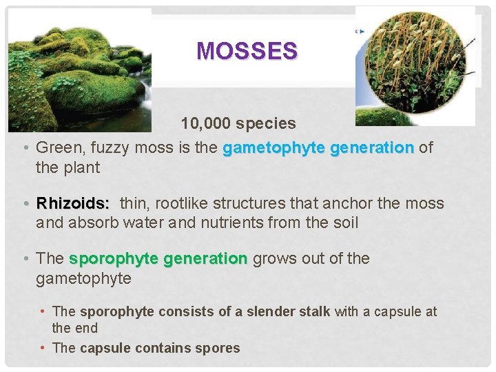 MOSSES 10, 000 species • Green, fuzzy moss is the gametophyte generation of the