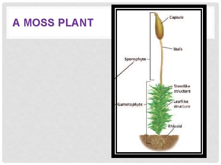A MOSS PLANT 