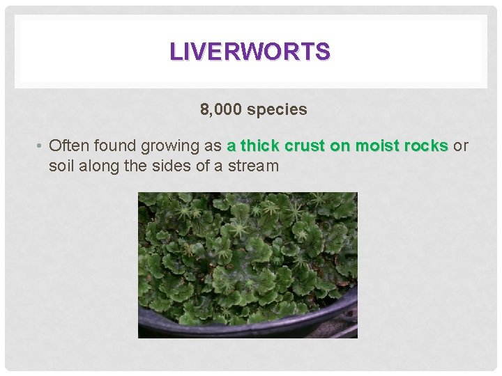 LIVERWORTS 8, 000 species • Often found growing as a thick crust on moist