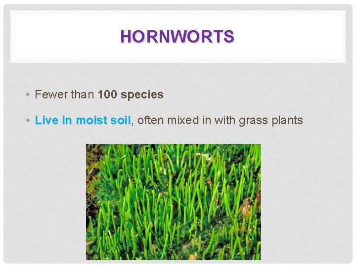 HORNWORTS • Fewer than 100 species • Live in moist soil, soil often mixed