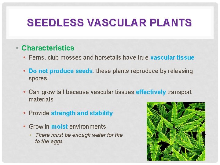 SEEDLESS VASCULAR PLANTS • Characteristics • Ferns, club mosses and horsetails have true vascular