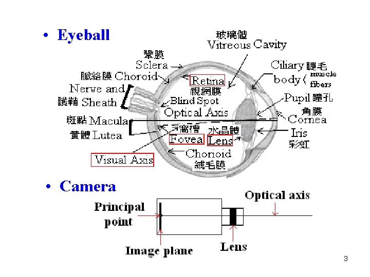  • Eyeball • Camera 3 