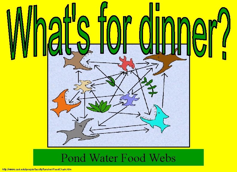 Pond Water Food Webs http: //www. cod. edu/people/faculty/fancher/Food. Chain. htm 