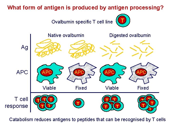 What form of antigen is produced by antigen processing? T Ovalbumin specific T cell What form of antigen is produced by antigen processing? T Ovalbumin specific T cell