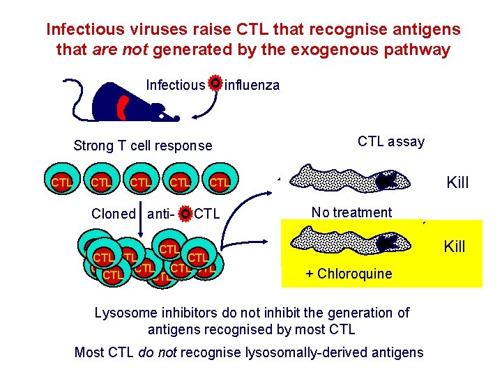 Infectious viruses raise CTL that recognise antigens that are not generated by the exogenous Infectious viruses raise CTL that recognise antigens that are not generated by the exogenous