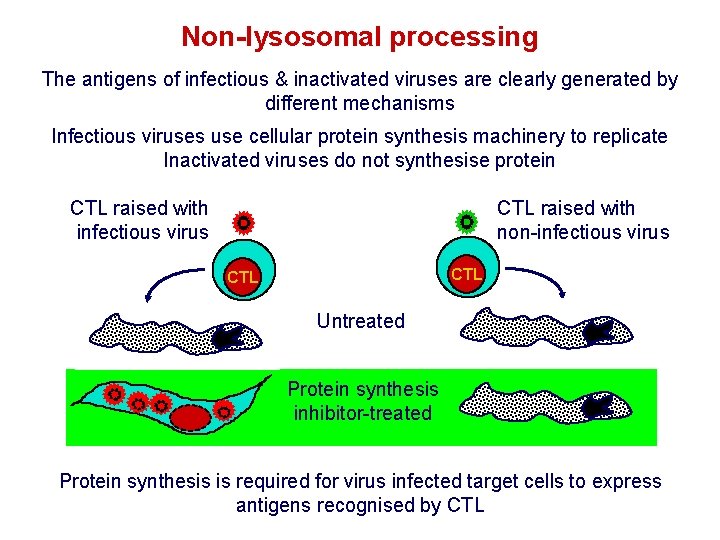 Non-lysosomal processing The antigens of infectious & inactivated viruses are clearly generated by different Non-lysosomal processing The antigens of infectious & inactivated viruses are clearly generated by different