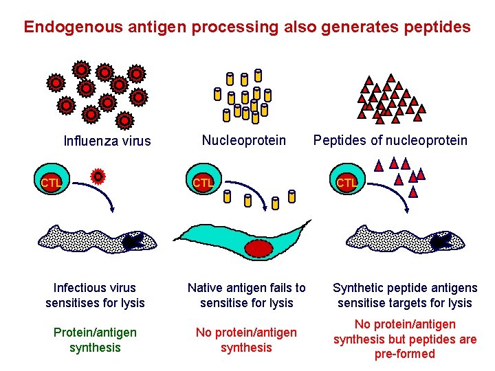 Endogenous antigen processing also generates peptides Influenza virus CTL Nucleoprotein CTL Peptides of nucleoprotein Endogenous antigen processing also generates peptides Influenza virus CTL Nucleoprotein CTL Peptides of nucleoprotein