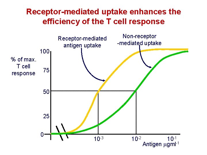 Receptor-mediated uptake enhances the efficiency of the T cell response 100 % of max. Receptor-mediated uptake enhances the efficiency of the T cell response 100 % of max.