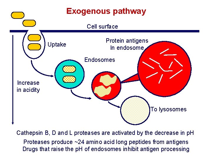 Exogenous pathway Cell surface Uptake Protein antigens In endosome Endosomes Increase in acidity To Exogenous pathway Cell surface Uptake Protein antigens In endosome Endosomes Increase in acidity To