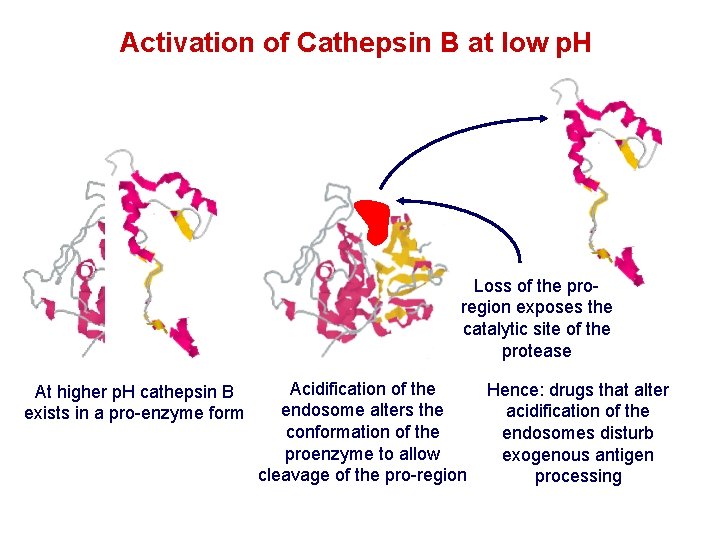 Activation of Cathepsin B at low p. H Loss of the proregion exposes the Activation of Cathepsin B at low p. H Loss of the proregion exposes the