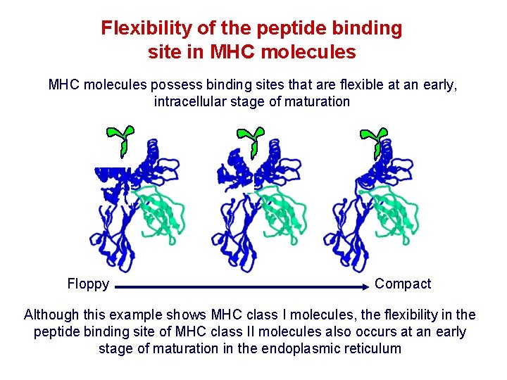Flexibility of the peptide binding site in MHC molecules possess binding sites that are Flexibility of the peptide binding site in MHC molecules possess binding sites that are
