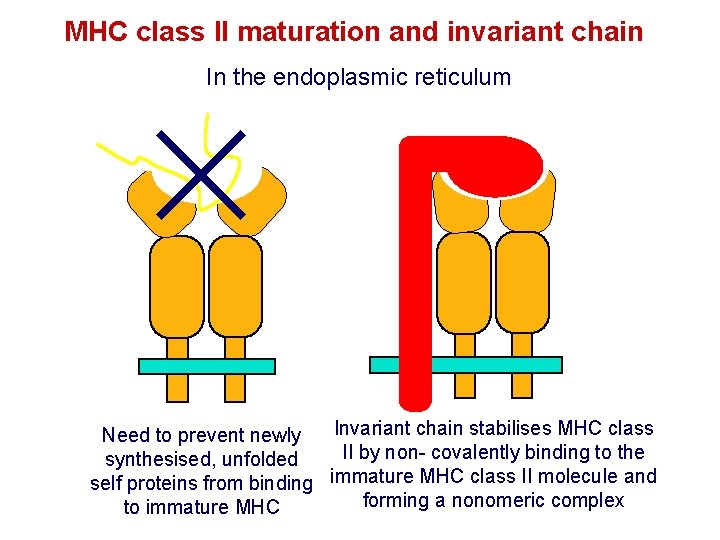 MHC class II maturation and invariant chain In the endoplasmic reticulum Invariant chain stabilises MHC class II maturation and invariant chain In the endoplasmic reticulum Invariant chain stabilises