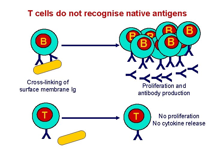 T cells do not recognise native antigens Y Y Y YY Cross-linking of surface T cells do not recognise native antigens Y Y Y YY Cross-linking of surface