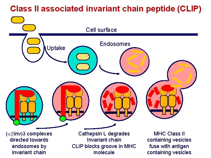 Class II associated invariant chain peptide (CLIP) Cell surface Uptake ( inv)3 complexes directed Class II associated invariant chain peptide (CLIP) Cell surface Uptake ( inv)3 complexes directed