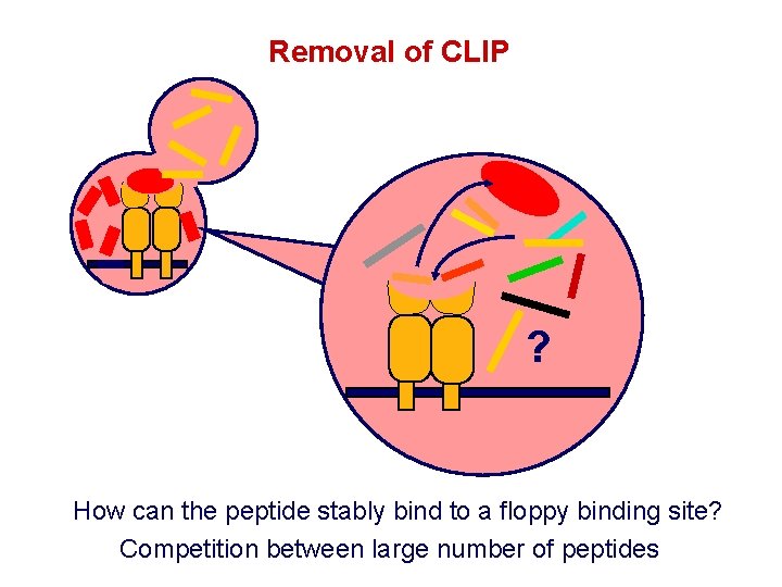 Removal of CLIP ? How can the peptide stably bind to a floppy binding Removal of CLIP ? How can the peptide stably bind to a floppy binding