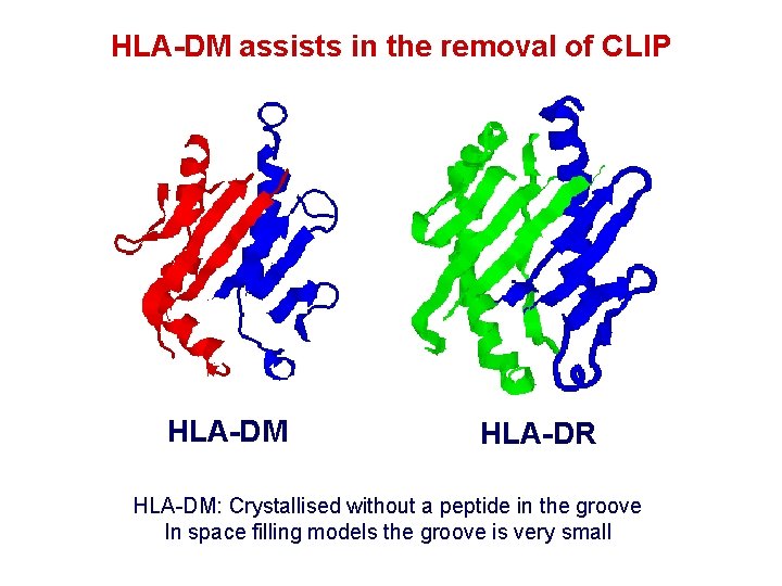 HLA-DM assists in the removal of CLIP HLA-DM HLA-DR HLA-DM: Crystallised without a peptide HLA-DM assists in the removal of CLIP HLA-DM HLA-DR HLA-DM: Crystallised without a peptide