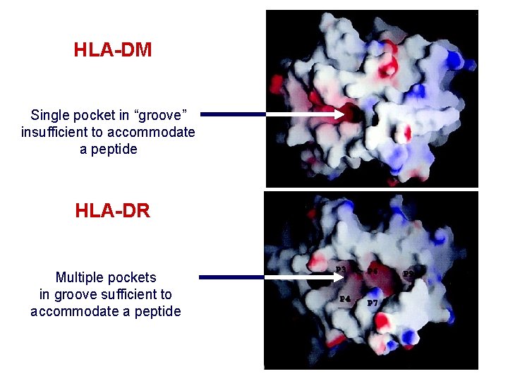 HLA-DM Single pocket in “groove” insufficient to accommodate a peptide HLA-DR Multiple pockets in HLA-DM Single pocket in “groove” insufficient to accommodate a peptide HLA-DR Multiple pockets in