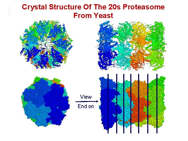 Crystal Structure Of The 20 s Proteasome From Yeast View End on Crystal Structure Of The 20 s Proteasome From Yeast View End on