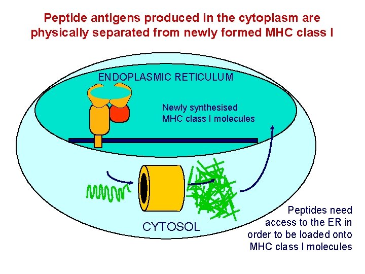 Peptide antigens produced in the cytoplasm are physically separated from newly formed MHC class Peptide antigens produced in the cytoplasm are physically separated from newly formed MHC class