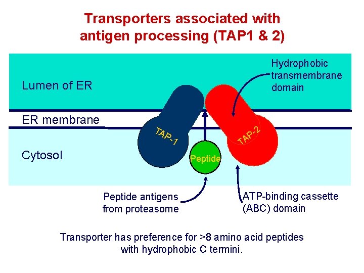 Transporters associated with antigen processing (TAP 1 & 2) Hydrophobic transmembrane domain Lumen of Transporters associated with antigen processing (TAP 1 & 2) Hydrophobic transmembrane domain Lumen of