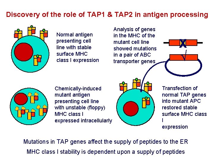 Discovery of the role of TAP 1 & TAP 2 in antigen processing Normal Discovery of the role of TAP 1 & TAP 2 in antigen processing Normal
