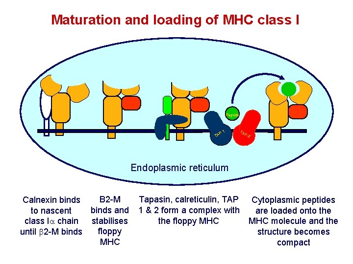 Maturation and loading of MHC class I Peptide TA P- P 1 -1 1 Maturation and loading of MHC class I Peptide TA P- P 1 -1 1