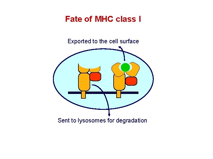 Fate of MHC class I Exported to the cell surface Sent to lysosomes for Fate of MHC class I Exported to the cell surface Sent to lysosomes for