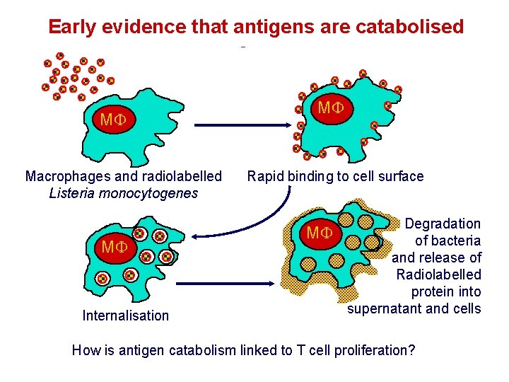 Early evidence that antigens are catabolised M Macrophages and radiolabelled Listeria monocytogenes M Internalisation Early evidence that antigens are catabolised M Macrophages and radiolabelled Listeria monocytogenes M Internalisation