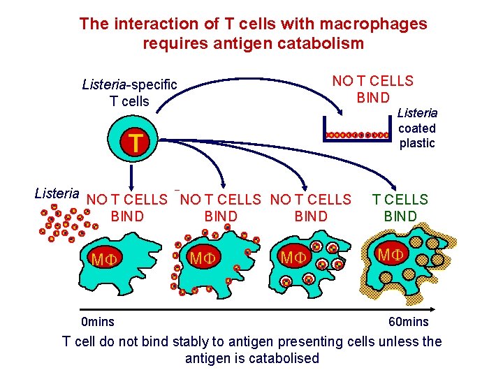 The interaction of T cells with macrophages requires antigen catabolism NO T CELLS BIND The interaction of T cells with macrophages requires antigen catabolism NO T CELLS BIND