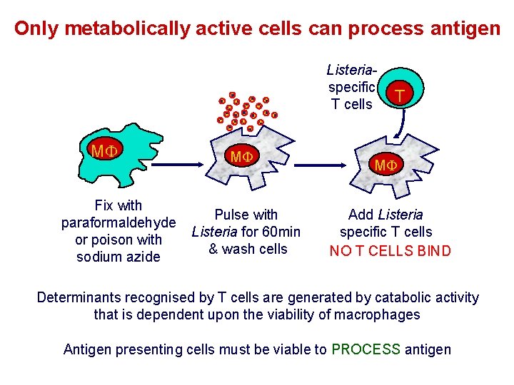 Only metabolically active cells can process antigen Listeriaspecific T cells M Fix with paraformaldehyde Only metabolically active cells can process antigen Listeriaspecific T cells M Fix with paraformaldehyde