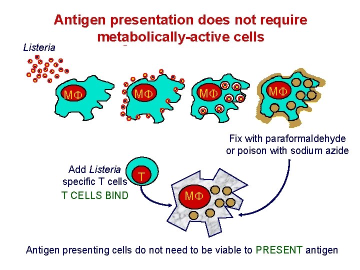 Antigen presentation does not require metabolically-active cells Listeria M M Fix with paraformaldehyde or Antigen presentation does not require metabolically-active cells Listeria M M Fix with paraformaldehyde or