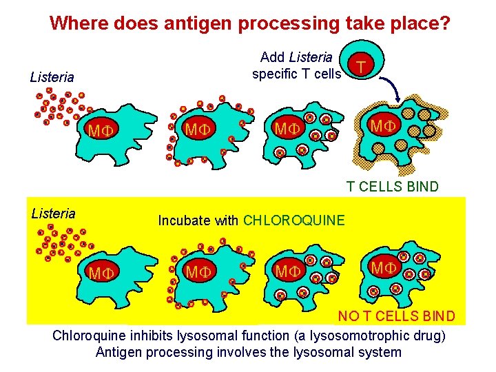 Where does antigen processing take place? Add Listeria specific T cells Listeria M M Where does antigen processing take place? Add Listeria specific T cells Listeria M M