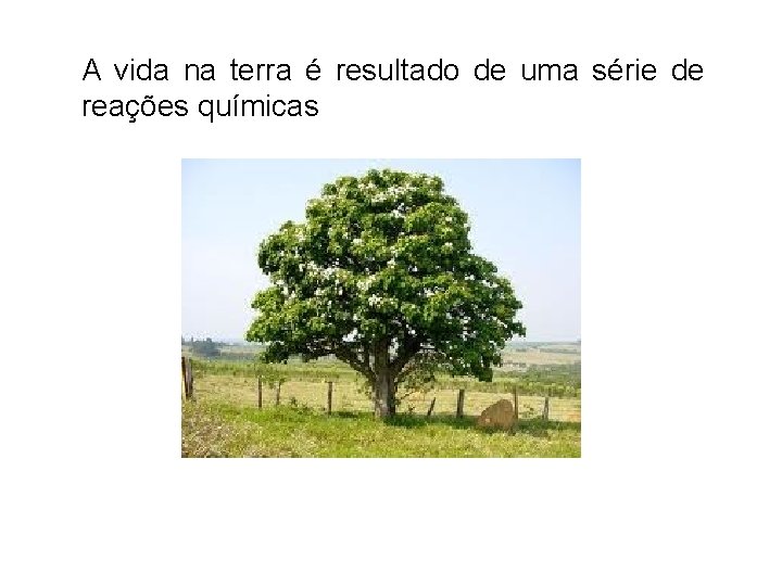 A vida na terra é resultado de uma série de reações químicas 