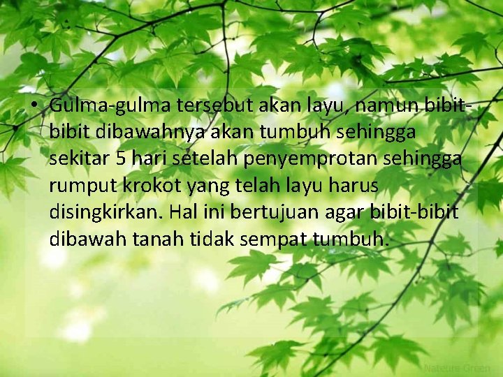  • Gulma-gulma tersebut akan layu, namun bibit dibawahnya akan tumbuh sehingga sekitar 5