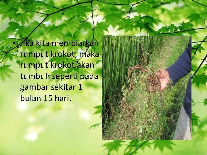  • Jika kita membiarkan rumput krokot, maka rumput krokot akan tumbuh seperti pada