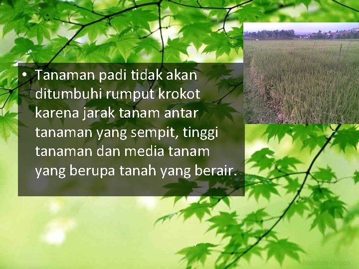  • Tanaman padi tidak akan ditumbuhi rumput krokot karena jarak tanam antar tanaman