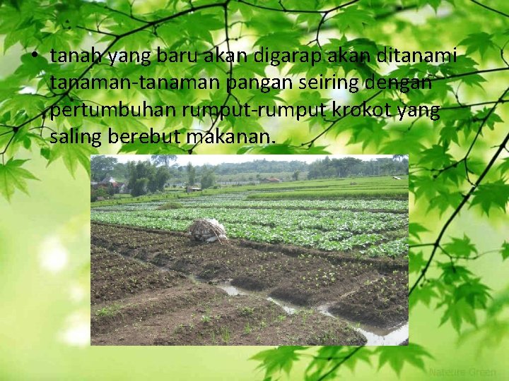  • tanah yang baru akan digarap akan ditanami tanaman-tanaman pangan seiring dengan pertumbuhan