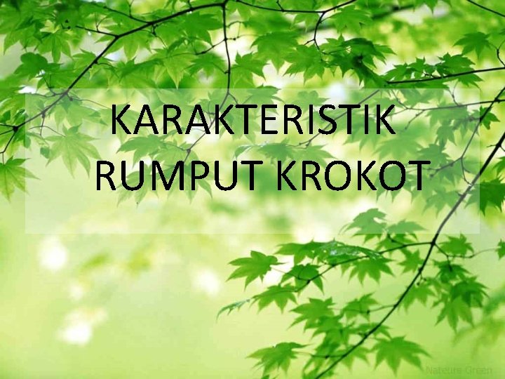 KARAKTERISTIK RUMPUT KROKOT 