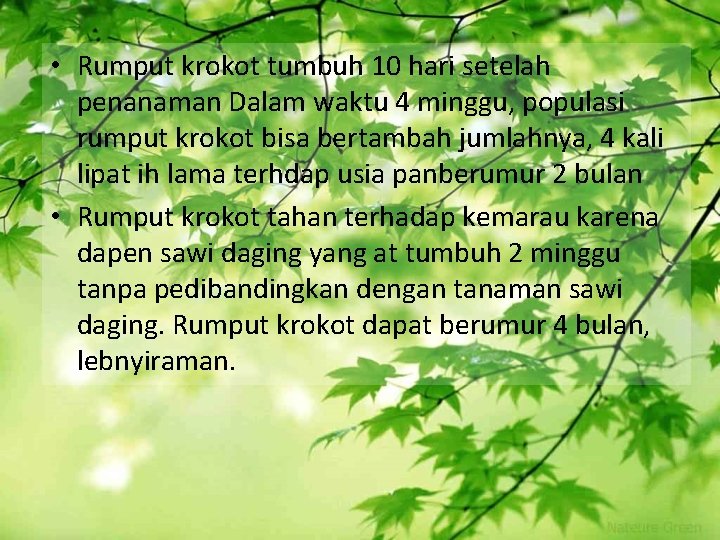  • Rumput krokot tumbuh 10 hari setelah penanaman Dalam waktu 4 minggu, populasi