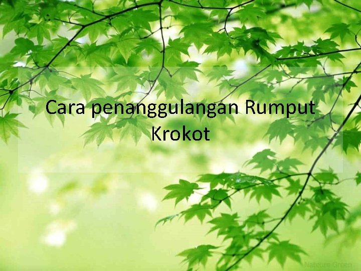 Cara penanggulangan Rumput Krokot 