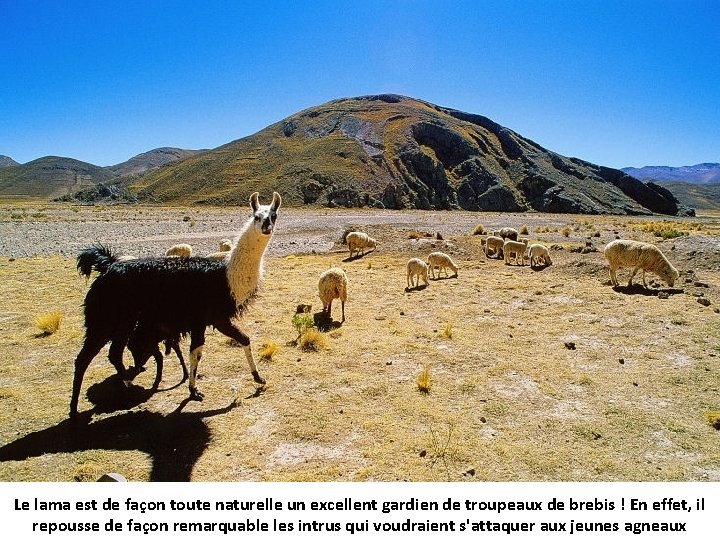 Le lama est de façon toute naturelle un excellent gardien de troupeaux de brebis