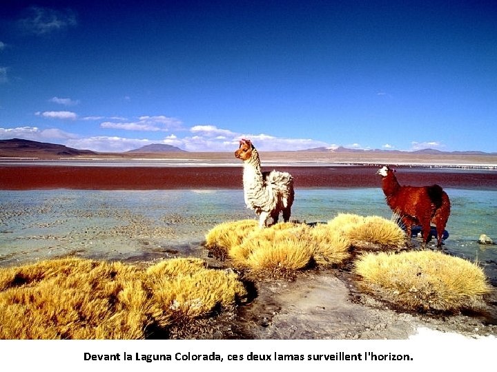 Devant la Laguna Colorada, ces deux lamas surveillent l'horizon. 