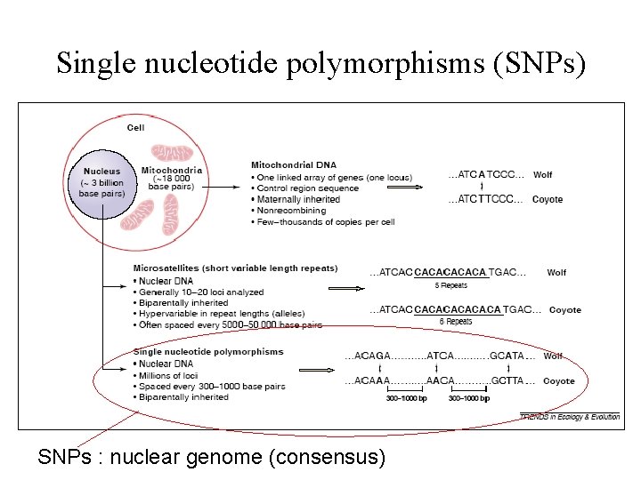 Single nucleotide polymorphisms (SNPs) SNPs : nuclear genome (consensus) 