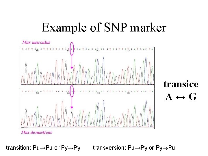Example of SNP marker transice A↔G transition: Pu Pu or Py Py transversion: Pu
