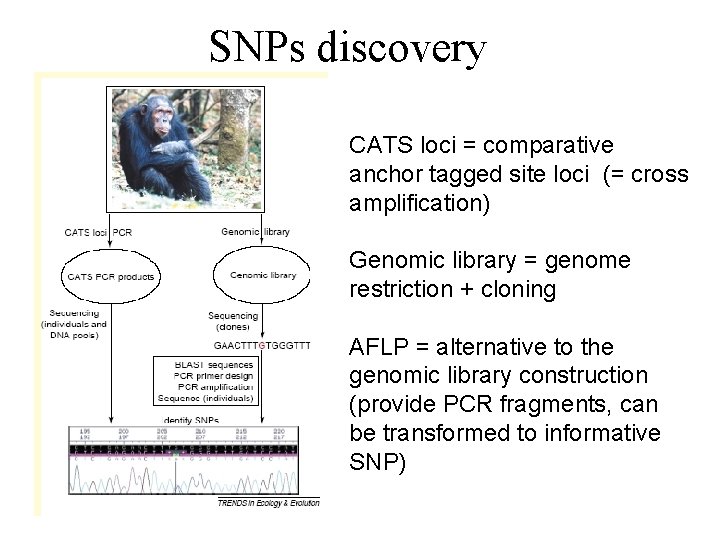 SNPs discovery CATS loci = comparative anchor tagged site loci (= cross amplification) Genomic