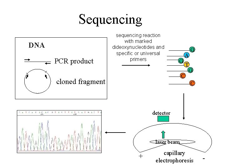 Sequencing DNA PCR product sequencing reaction with marked dideoxynucleotides and specific or universal primers